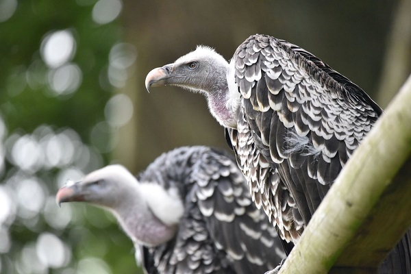 rosie-ruppells-vulture