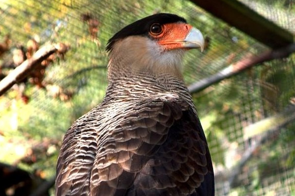 Cotswold Falconry Centre - Falcons/Caracaras