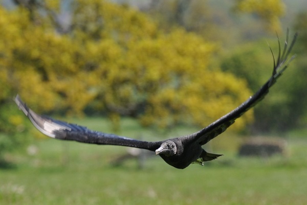 dallas-black-vulture