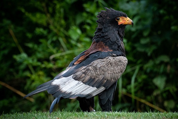 guy-bateleur-eagle