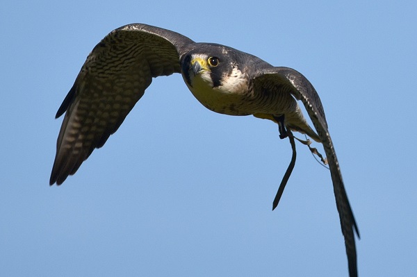 took-peregrine-falcon