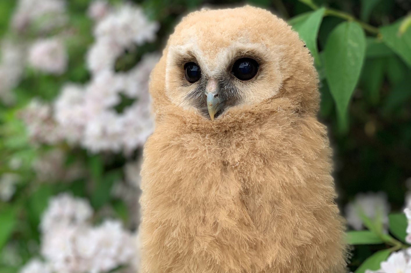 inca-mottled-owl