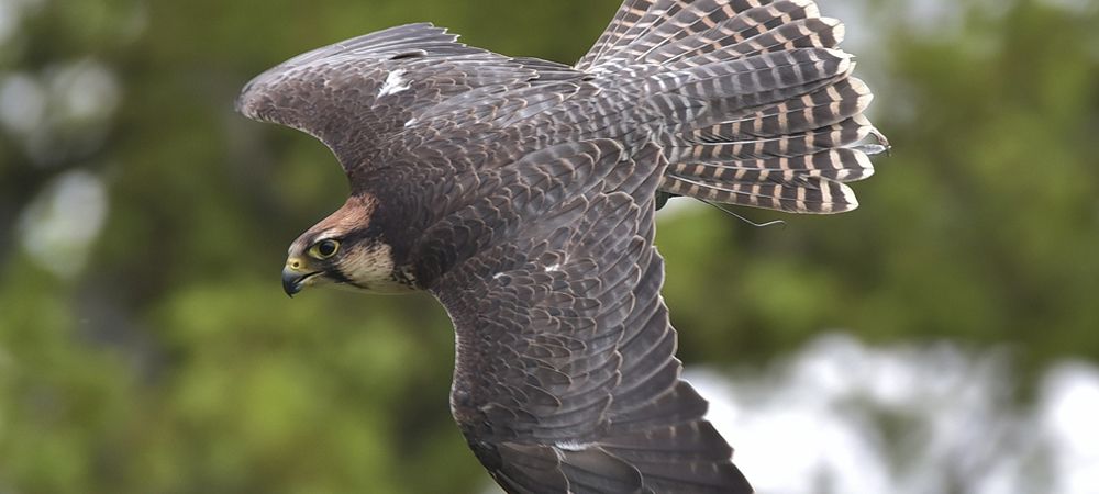 Daily Flying Displays