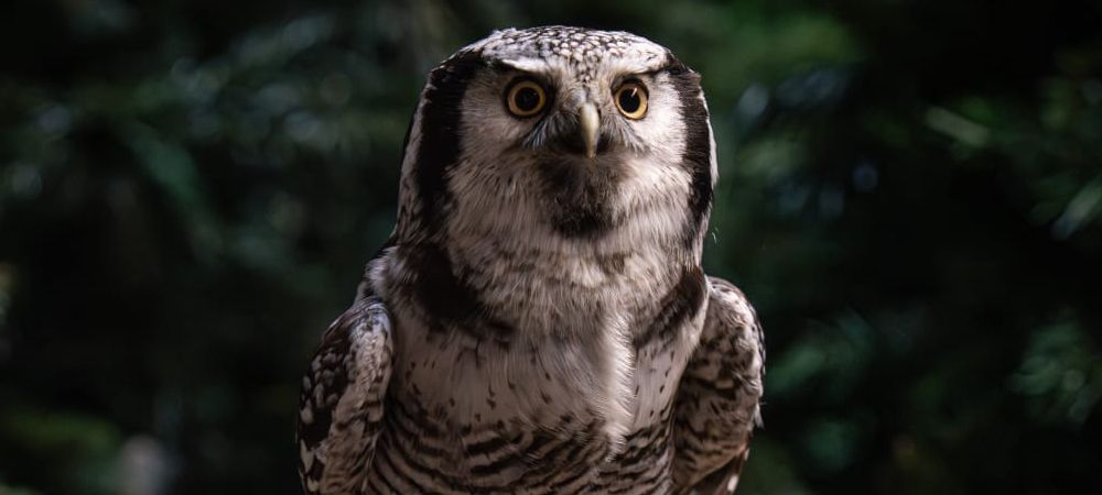 Want to get closer to the birds?